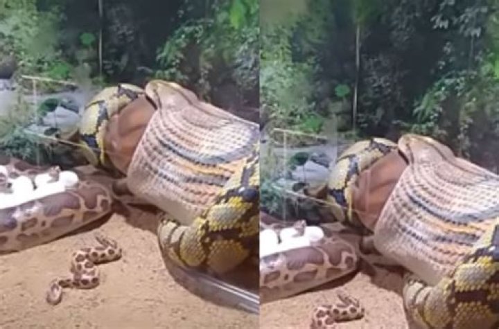 15ft Snake Swallows Entire Cow Before Its Stomach Bursts Open (VIDEO)