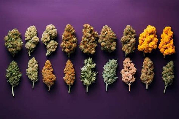 9 Most Popular Cannabis Advocates in the World