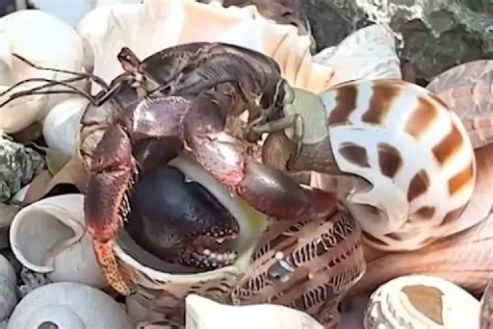 Confusion As Crabs Come Out Of A Traveler’s Bag At The Airport (VIDEO)